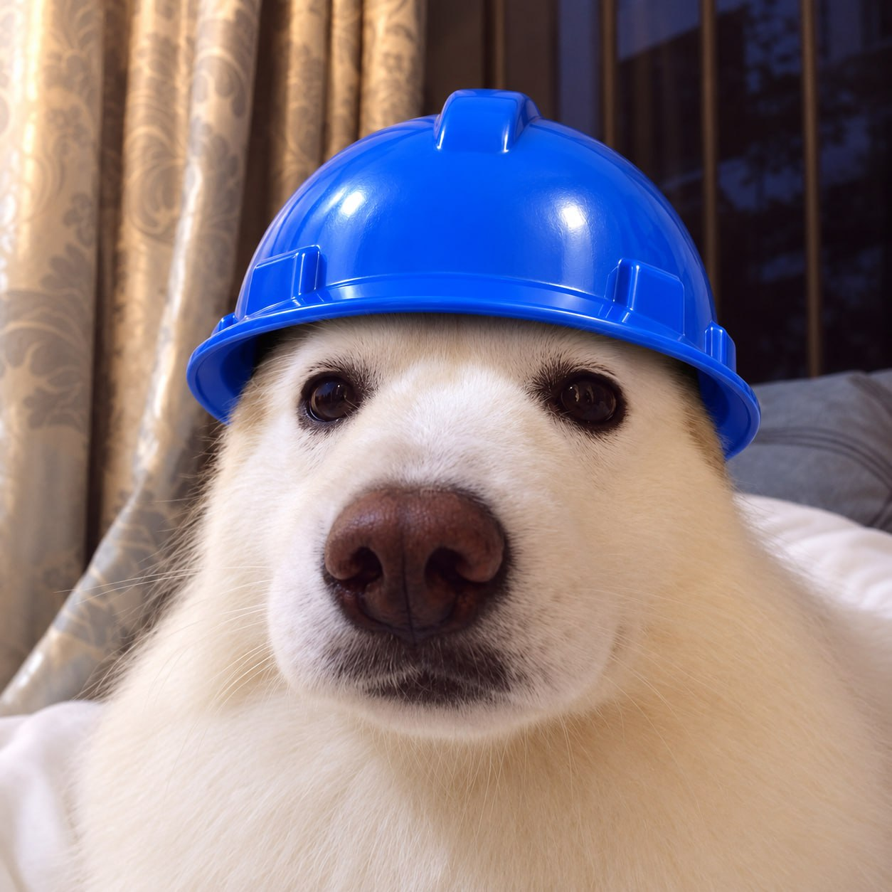 Basedog wearing a blue construction helmet